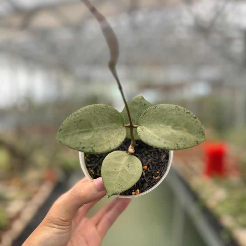 Hoya Parasitica Silver Heart