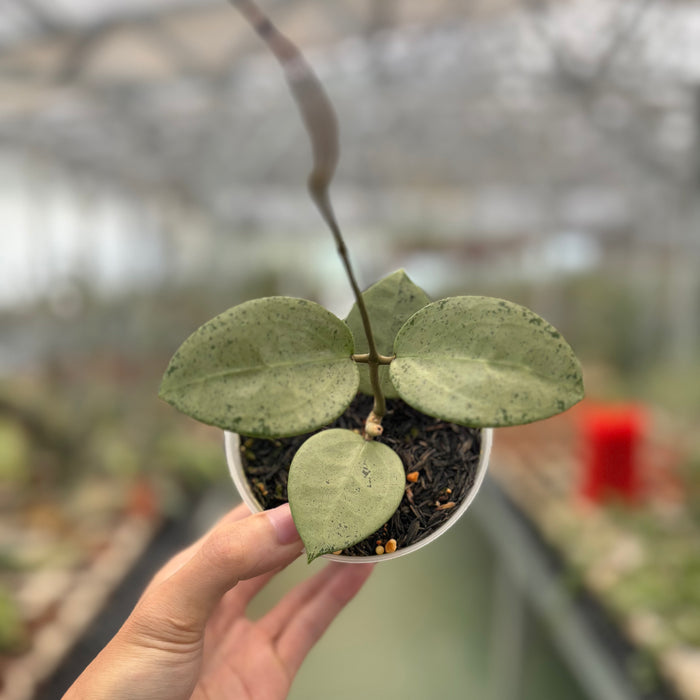 Hoya Parasitica Silver Heart
