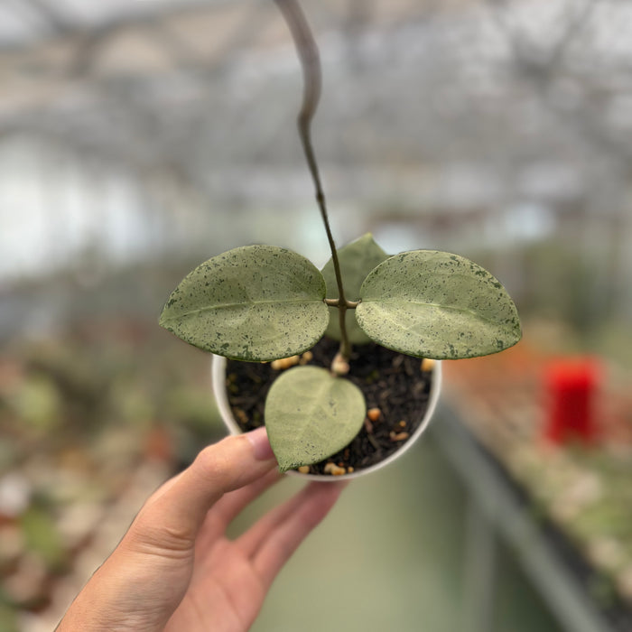 Hoya Parasitica Silver Heart