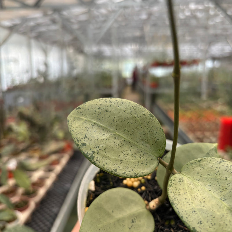 Hoya Parasitica Silver Heart