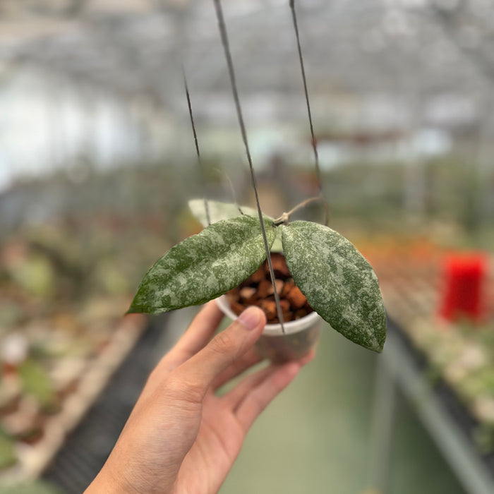 Hoya Caudata High Splash