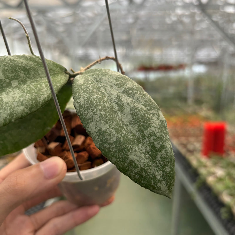 Hoya Caudata High Splash