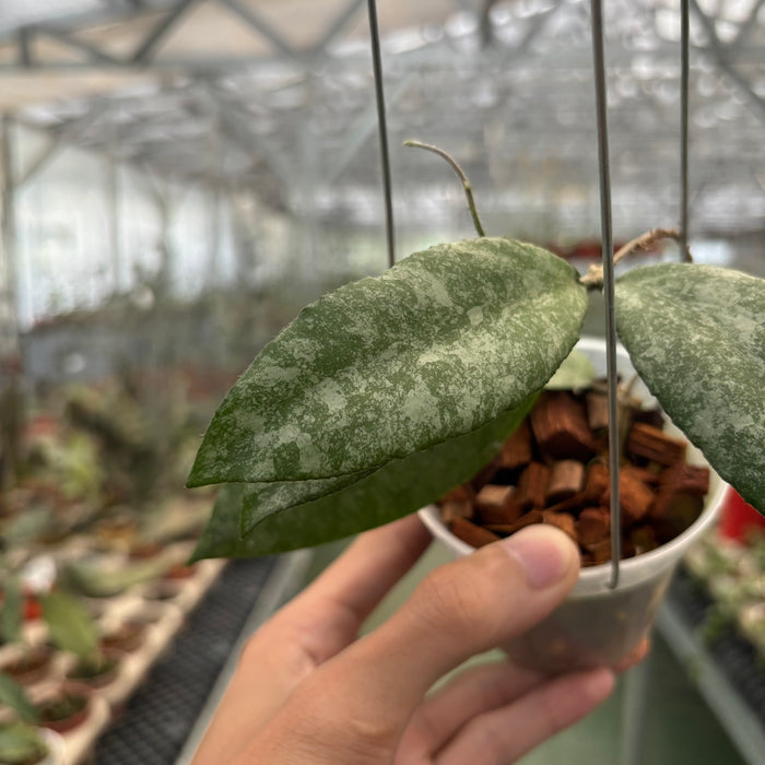 Hoya Caudata High Splash