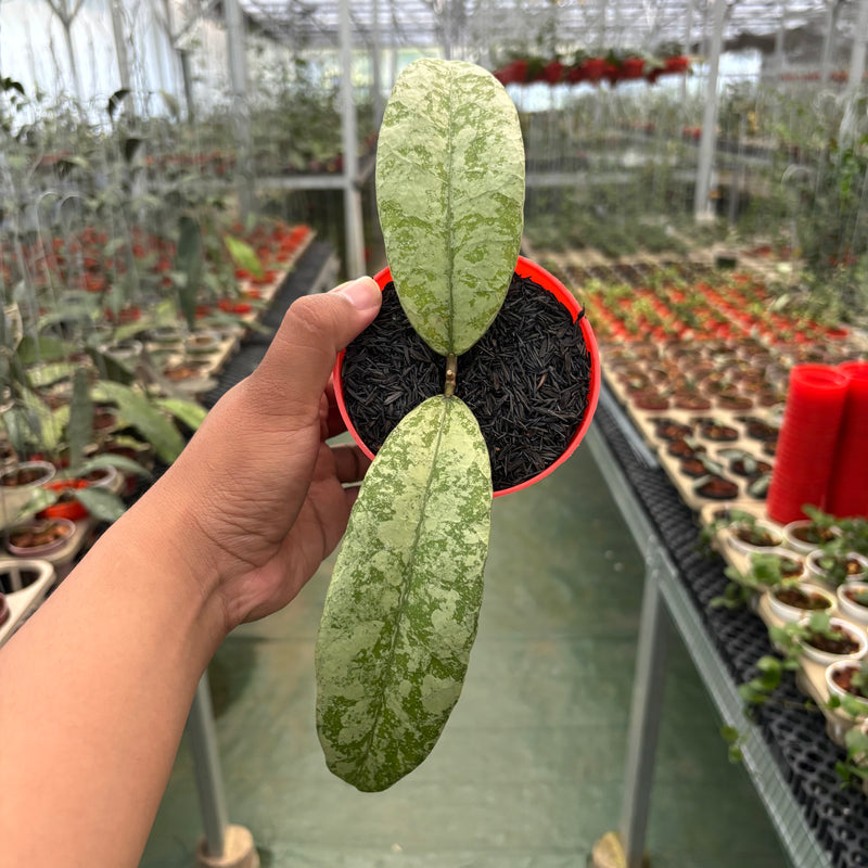 Hoya SLM-04 Silver (Clone 1)