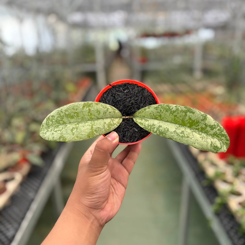 Hoya SLM-04 Silver (Clone 1)