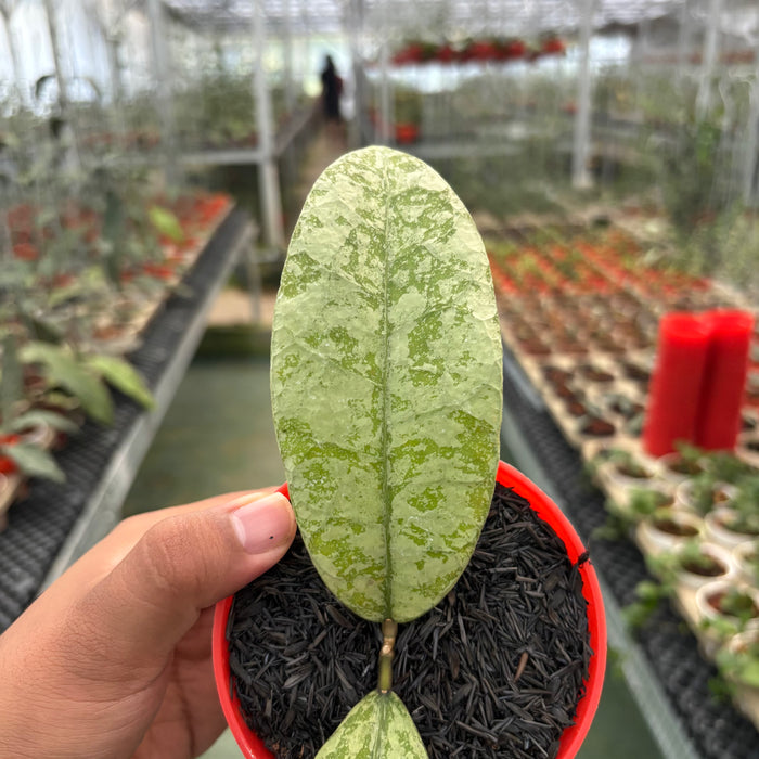 Hoya Slm04 Silver (Clone 1)