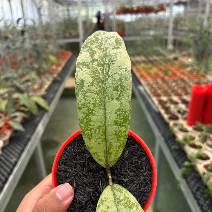 Hoya Slm04 Silver (Clone 1)