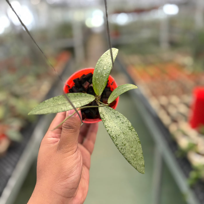 Hoya Sp Bengkulu Silver