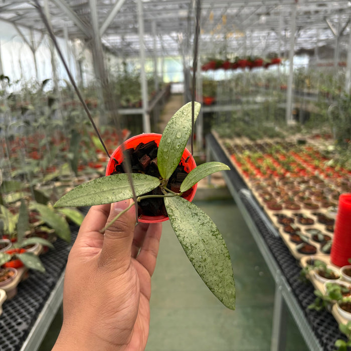 Hoya Sp Bengkulu Silver