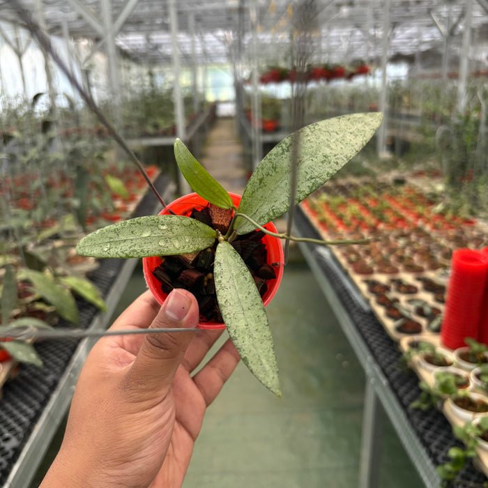 Hoya Sp Bengkulu Silver