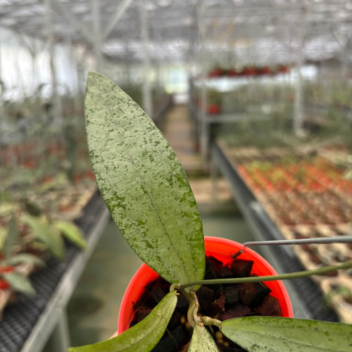 Hoya Sp Bengkulu Silver