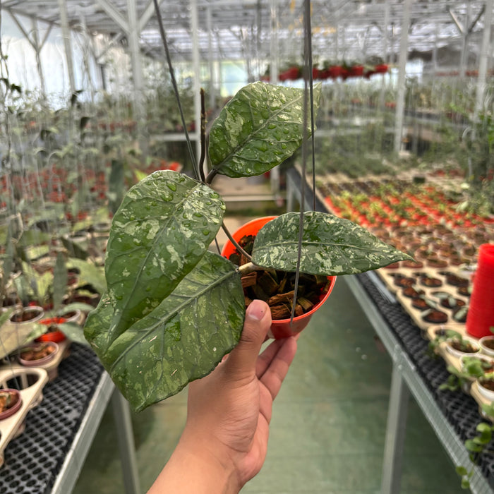 Hoya Sp Aceh Mapu Splash