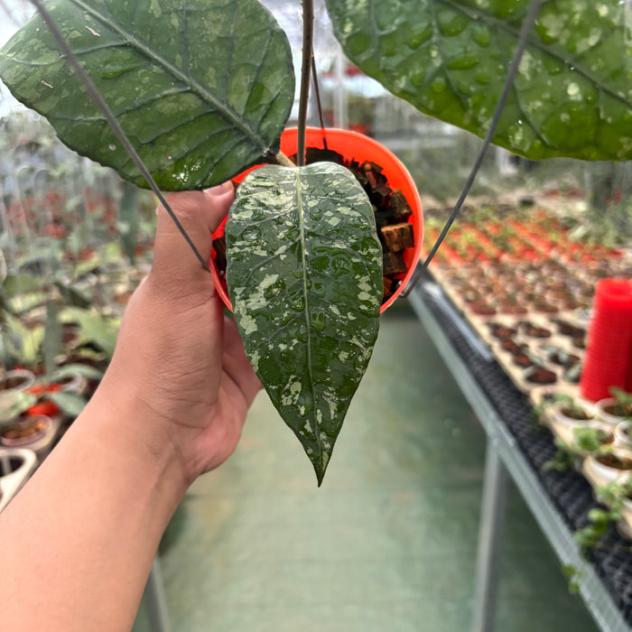 Hoya Sp Aceh Mapu Splash