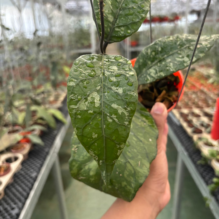 Hoya Sp Aceh Mapu Splash