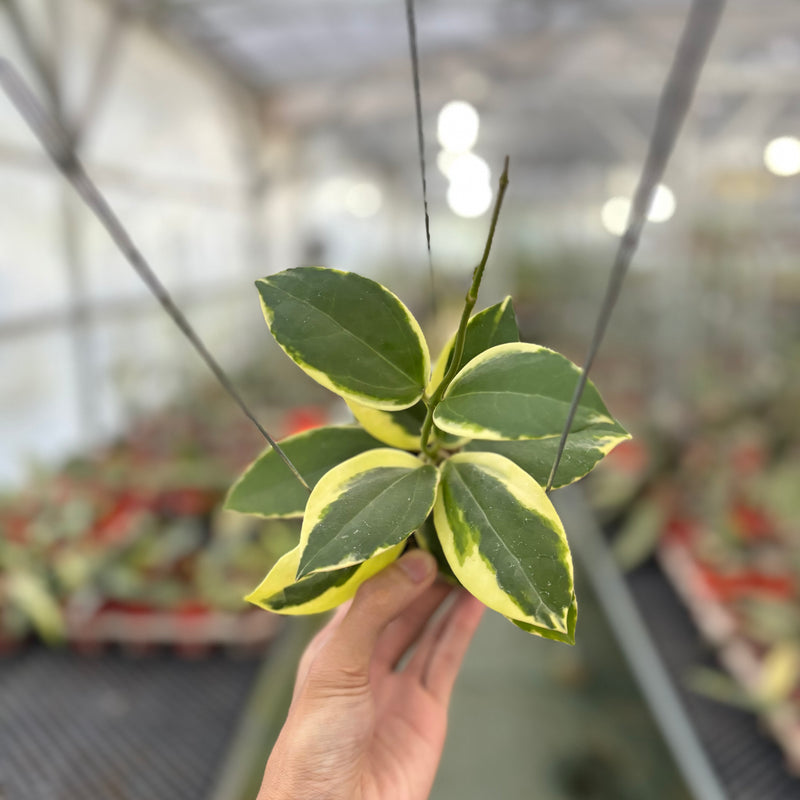 Hoya Verticillata Quang Ngai