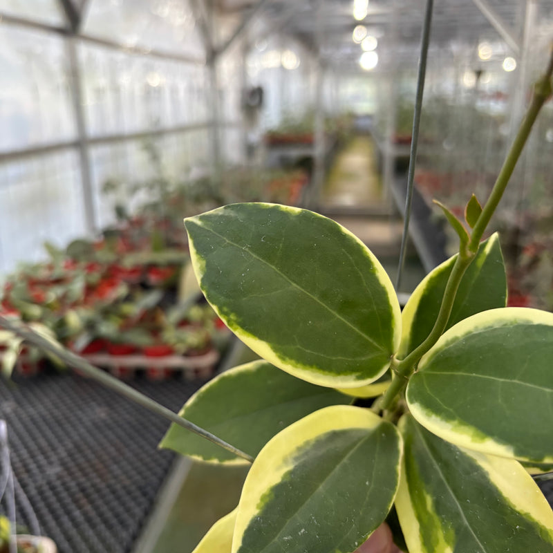 Hoya Verticillata Quang Ngai