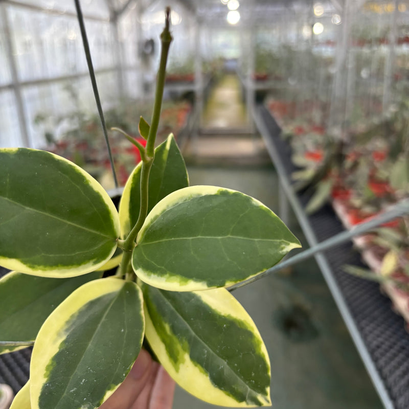 Hoya Verticillata Quang Ngai