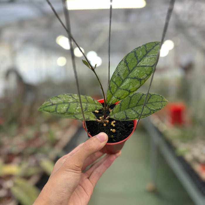 Hoya Callistophylla Splash