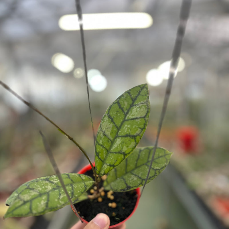 Hoya Callistophylla Splash