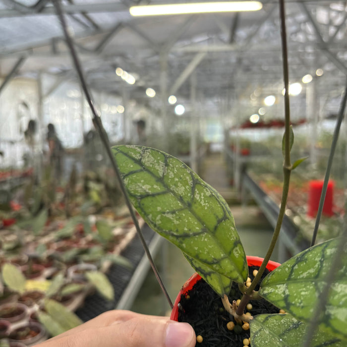 Hoya Callistophylla Splash