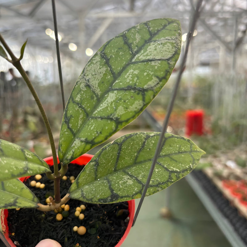 Hoya Callistophylla Splash