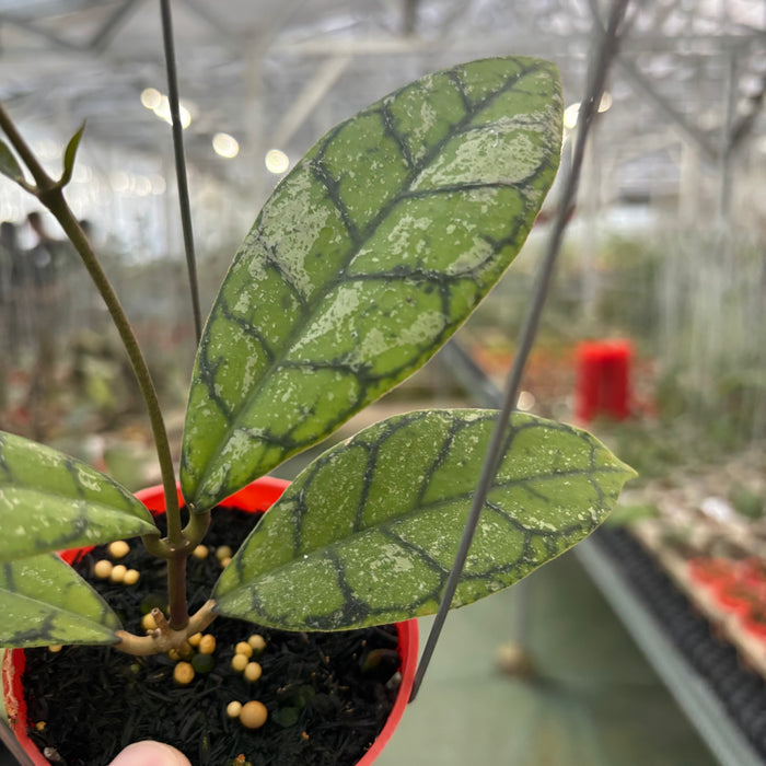 Hoya Callistophylla Splash