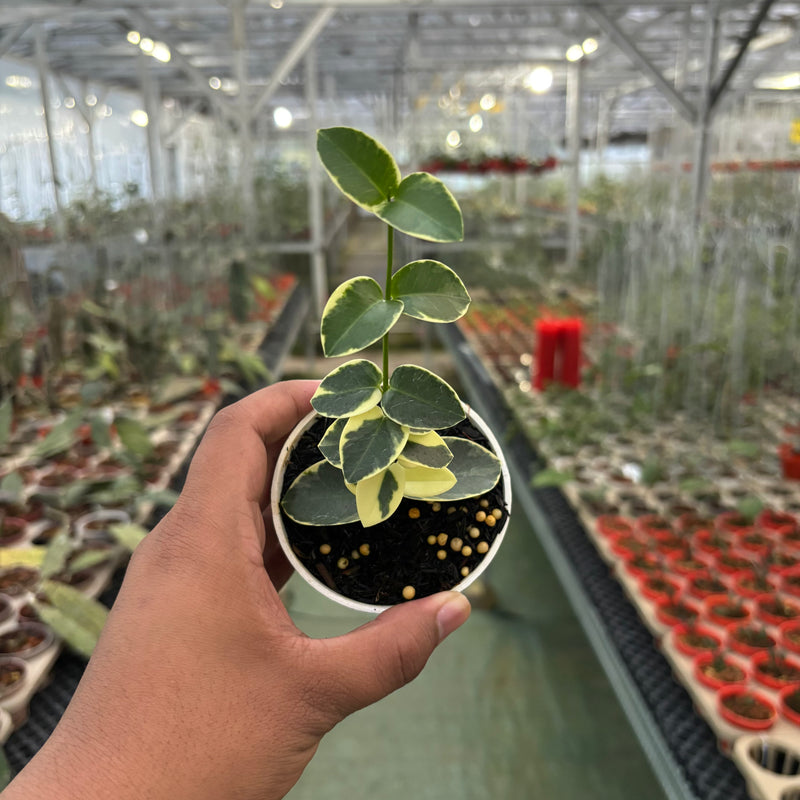 Hoya Cumingiana Albomarginata