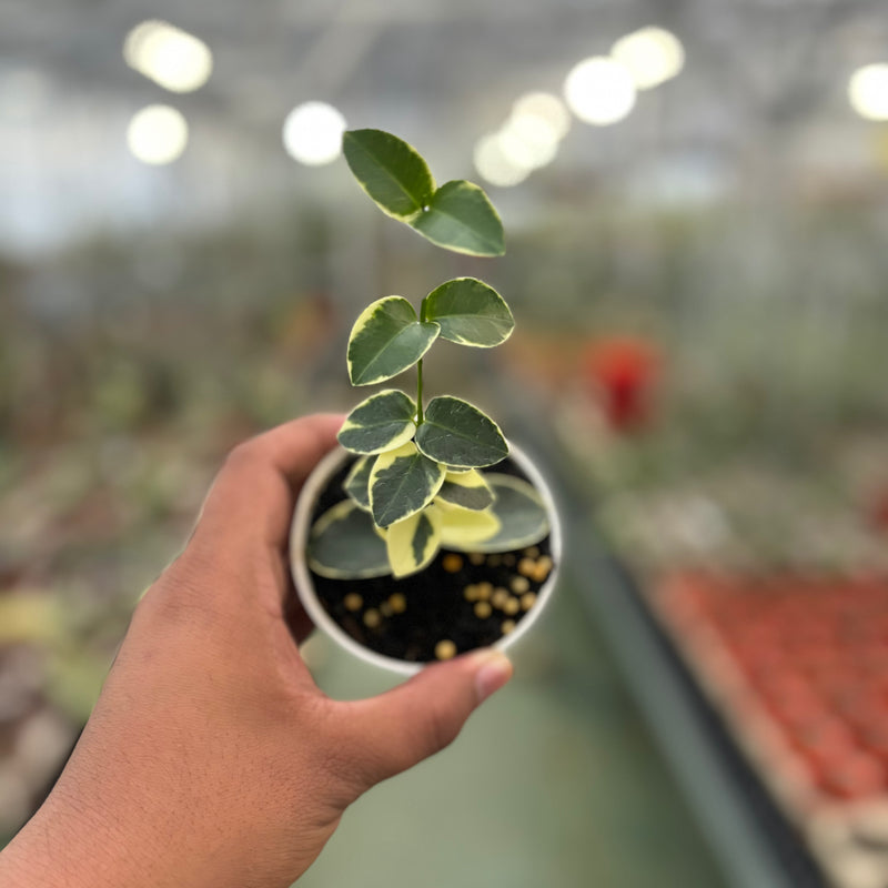 Hoya Cumingiana Albomarginata