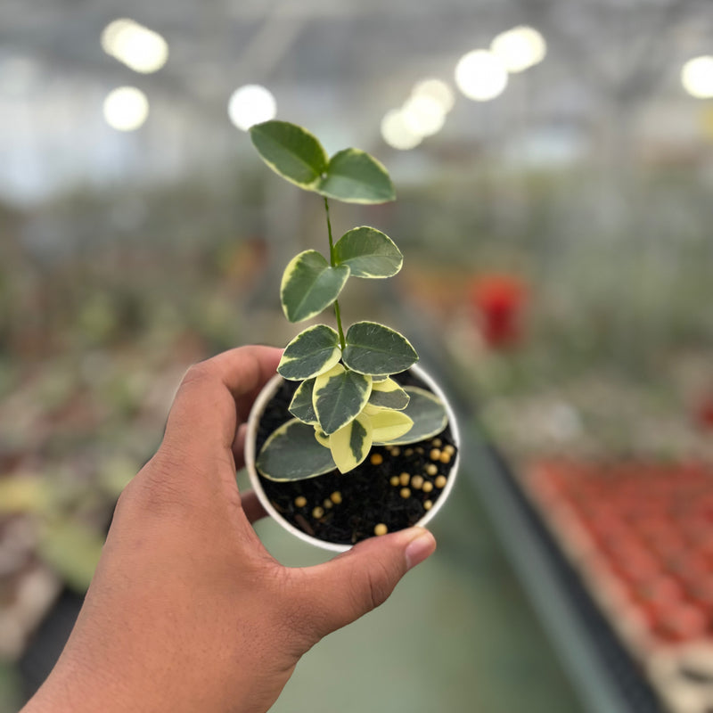 Hoya Cumingiana Albomarginata