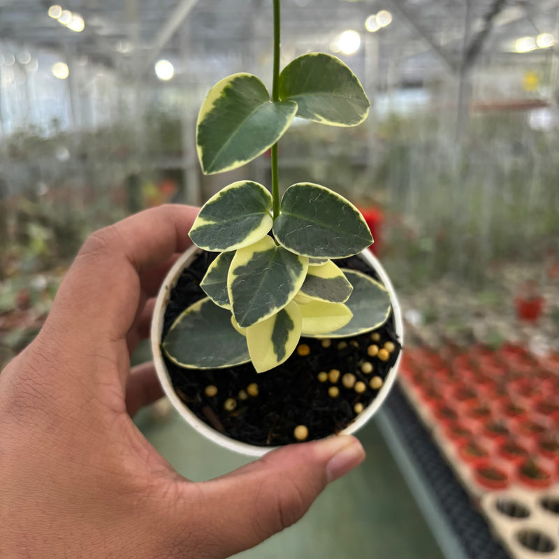 Hoya Cumingiana Albomarginata