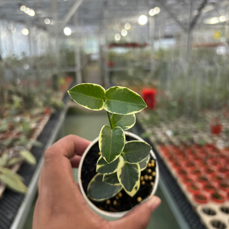 Hoya Cumingiana Albomarginata