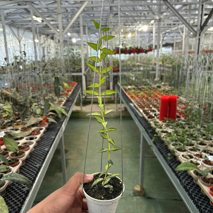 Hoya Bella Inner Variegated