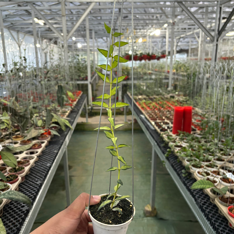 Hoya Bella Inner Variegated