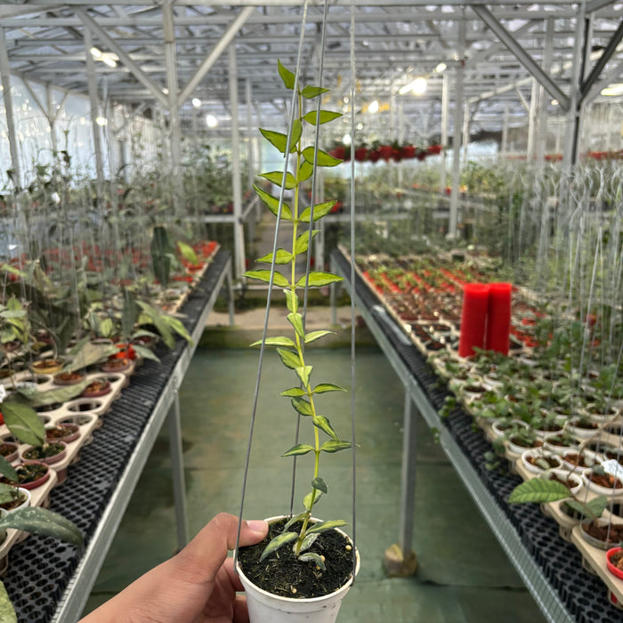 Hoya Bella Inner Variegated