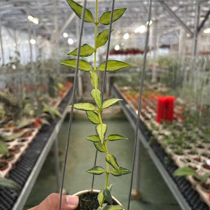Hoya Bella Inner Variegated