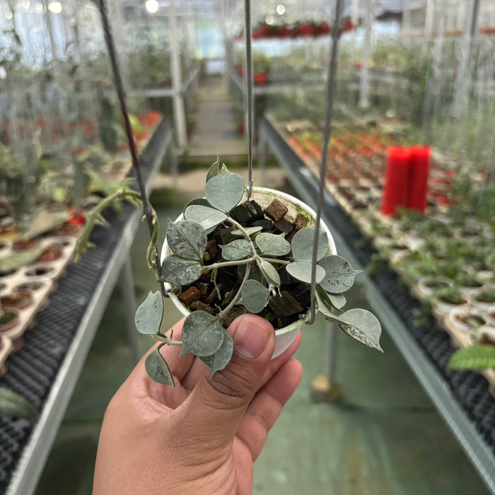 Hoya Curtisii Silver
