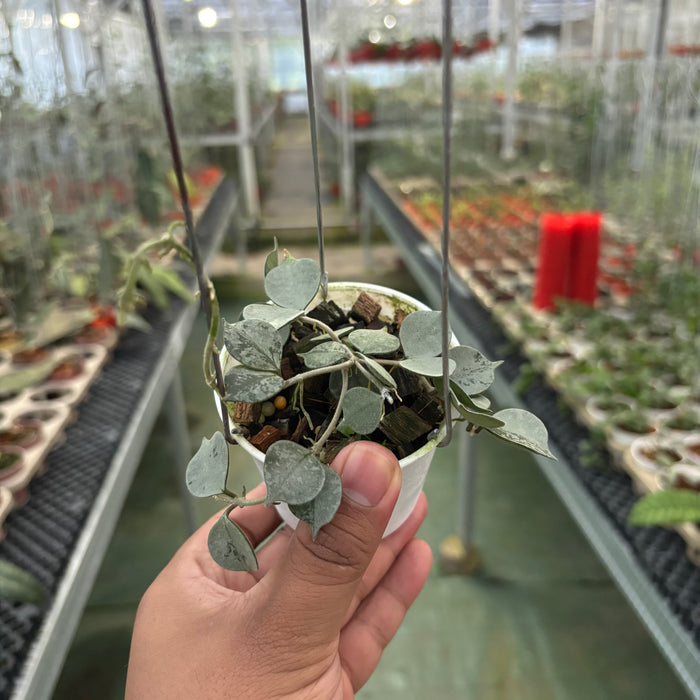 Hoya Curtisii Silver
