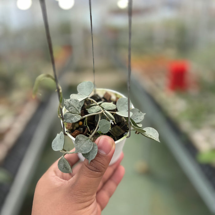 Hoya Curtisii Silver