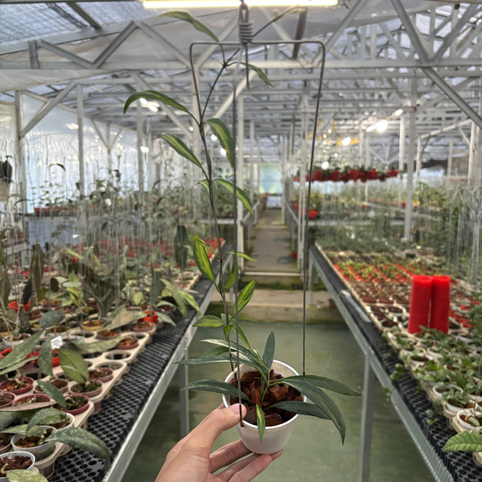 Hoya Tsangii Inner Variegated