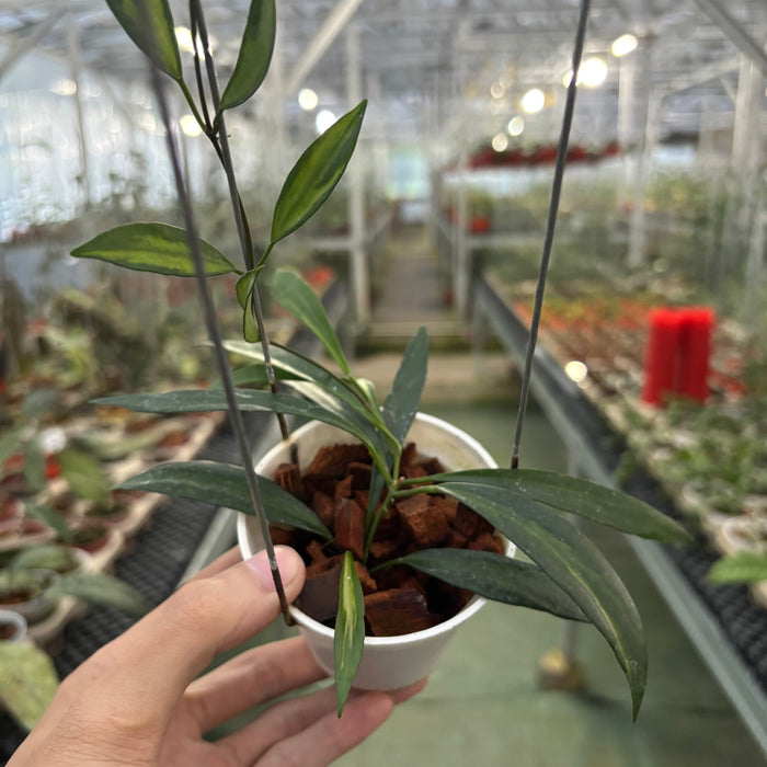 Hoya Tsangii Inner Variegated