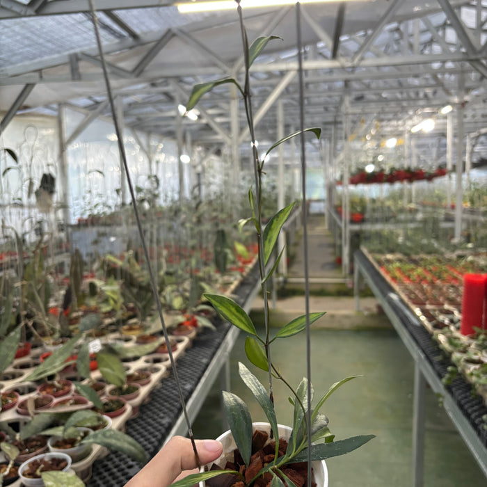Hoya Tsangii Inner Variegated