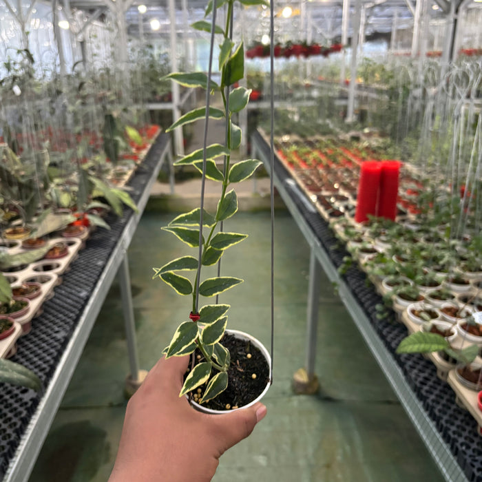 Hoya Bella Albomarginata