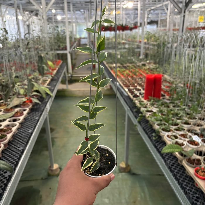 Hoya Bella Albomarginata