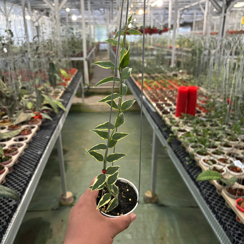 Hoya Bella Albomarginata