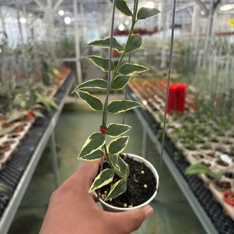 Hoya Bella Albomarginata