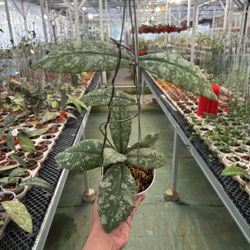 🎁 Hoya Undulata High Splash (100% off)