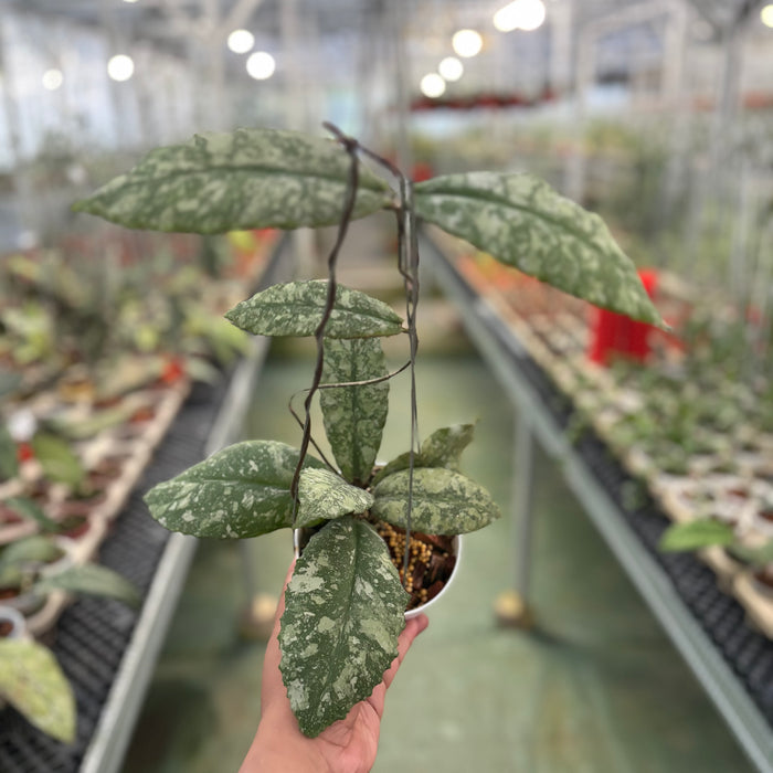 Hoya Undulata High Splash