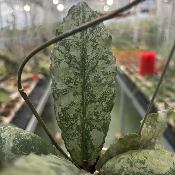 Hoya Undulata High Splash