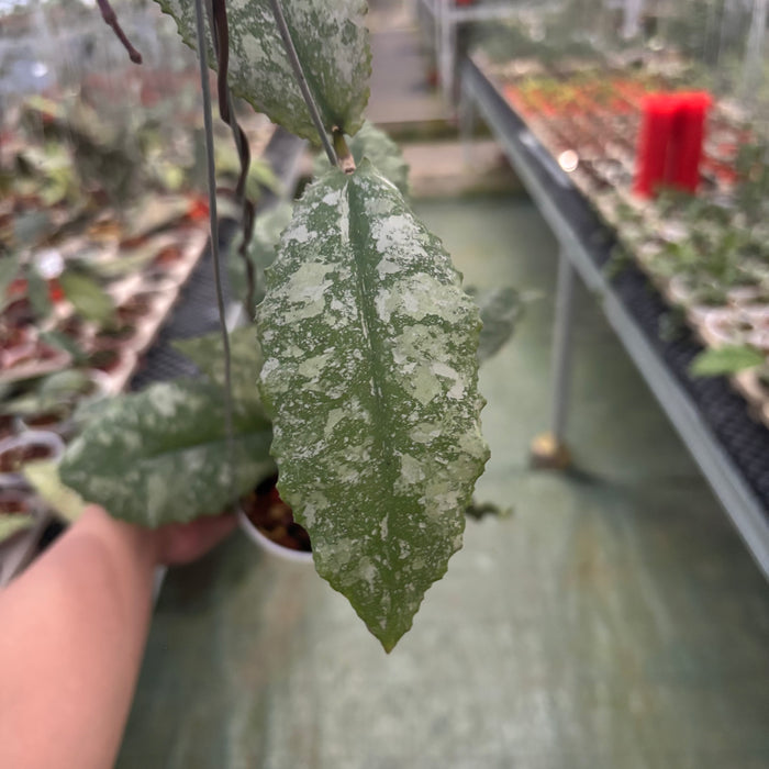 Hoya Undulata High Splash