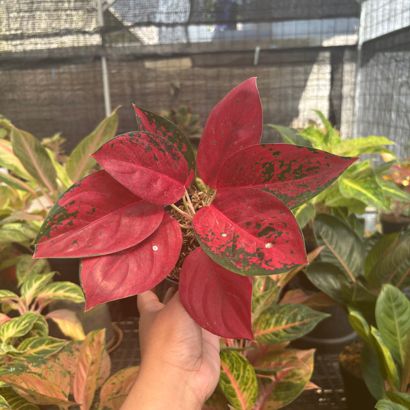 Aglaonema Kochin Superstar
